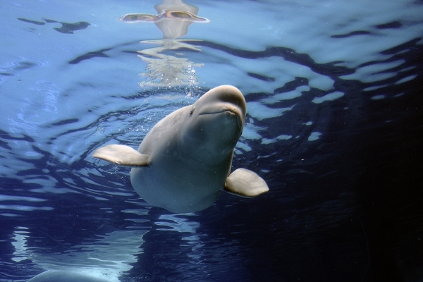 Тест: Атланты держат Землю Тест: Атланты держат Землю