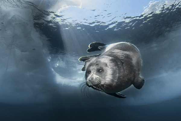 Тест: Атланты держат Землю Тест: Атланты держат Землю