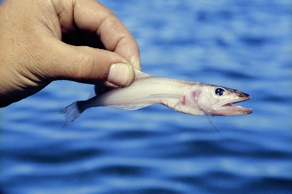 Тест: Атланты держат Землю Тест: Атланты держат Землю