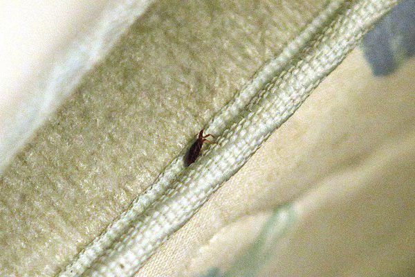 
Туристка пережила ночь в&nbsp;кишащей клопами кровати
